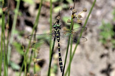 Cordulégastre bidenté (Le) Cordulegaster bidentata Selys, 1843