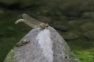 Gomphe à forceps (Le), Gomphe à pinces (Le) Onychogomphus forcipatus (Linnaeus, 1758)