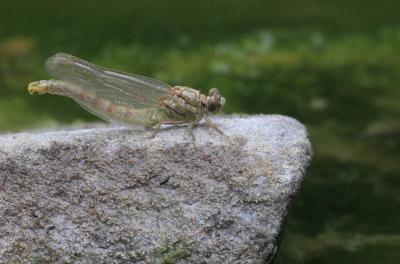 Gomphe à forceps (Le), Gomphe à pinces (Le) Onychogomphus forcipatus (Linnaeus, 1758)
