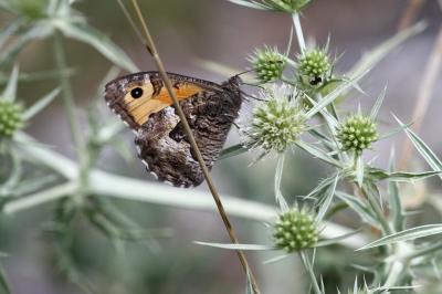 Agreste (L') Hipparchia semele (Linnaeus, 1758)