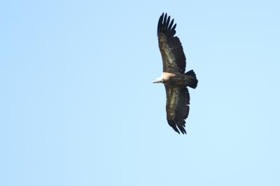 Vautour fauve Gyps fulvus (Hablizl, 1783)
