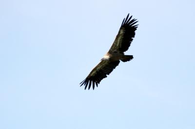 Vautour fauve Gyps fulvus (Hablizl, 1783)