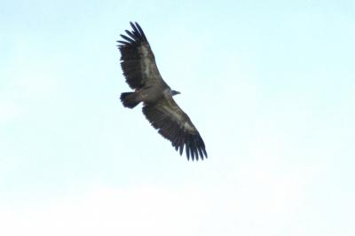 Vautour fauve Gyps fulvus (Hablizl, 1783)