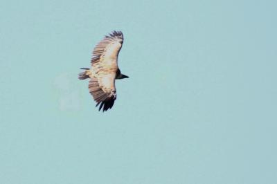 Vautour fauve Gyps fulvus (Hablizl, 1783)