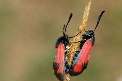 Zygène des garrigues (La), Zygène rubiconde (La),  Zygaena erythrus (Hübner, 1806)