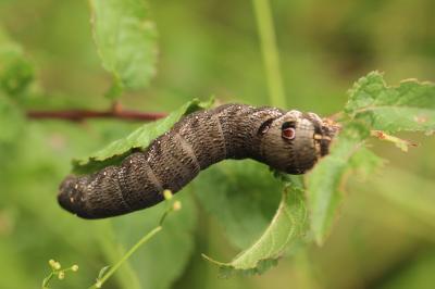 petit Sphinx de la Vigne (Le) Deilephila porcellus (Linnaeus, 1758)