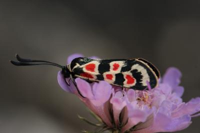 Zygène d'Occitanie (La), Zygène occitane (La), Zyg Zygaena occitanica (Villers, 1789)