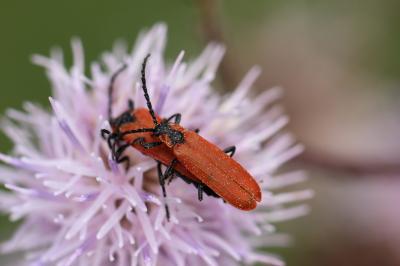 Lycie sanguine Lygistopterus sanguineus (Linnaeus, 1758)