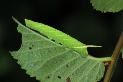 Sphinx du Peuplier (Le) Laothoe populi (Linnaeus, 1758)