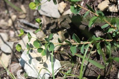 Euphorbe douce Euphorbia dulcis L., 1753