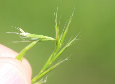 Gaudinie fragile Gaudinia fragilis (L.) P.Beauv., 1812