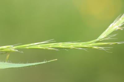 Gaudinie fragile Gaudinia fragilis (L.) P.Beauv., 1812