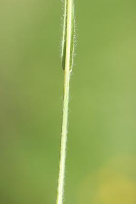 Gaudinie fragile Gaudinia fragilis (L.) P.Beauv., 1812