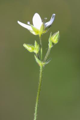 Sabline hérissée Arenaria hispida L., 1753