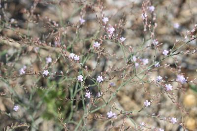 Statice dure, Limonium dur Limonium duriusculum (Girard) Fourr., 1869