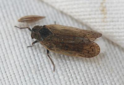 Pentastiridius leporinus (Linnaeus, 1760)