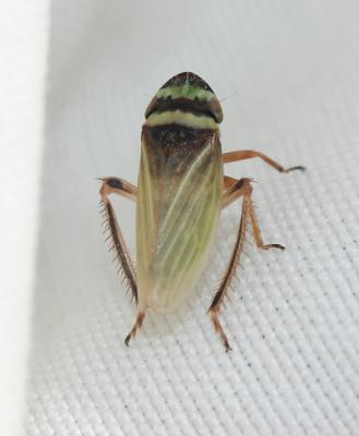  Aphrodes makarovi Zachvatkin, 1948