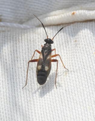  Globiceps flavomaculatus (Fabricius, 1794)