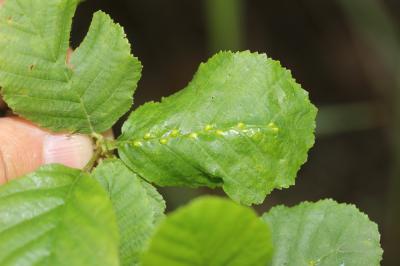  Eriophyes inangulis Nalepa, 1919