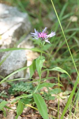 Centaurée Cyanus semidecurrens (Jord.) Holub, 1973