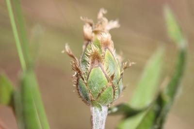 Centaurée Cyanus semidecurrens (Jord.) Holub, 1973