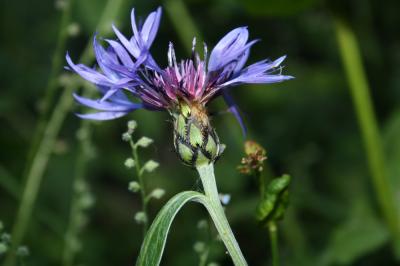 Bleuet des montagnes Cyanus montanus (L.) Hill, 1768