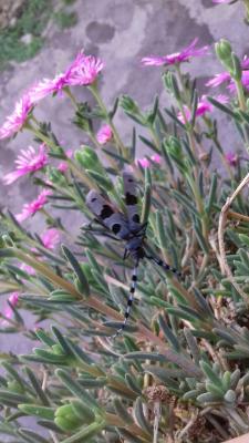 Rosalie des Alpes Rosalia alpina (Linnaeus, 1758)