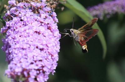Sphinx gazé (Le), Sphinx du Chèvrefeuille (Le) Hemaris fuciformis (Linnaeus, 1758)