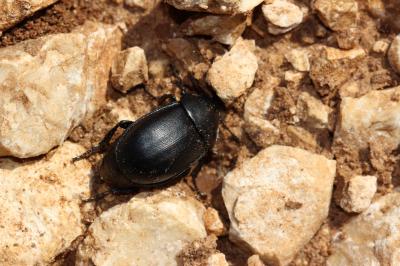 Silphe lisse Ablattaria laevigata (Fabricius, 1775)