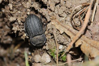 Opâtre des sables Opatrum sabulosum (Linnaeus, 1758)