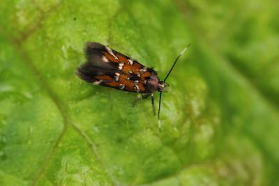  Pancalia leuwenhoekella (Linnaeus, 1760)