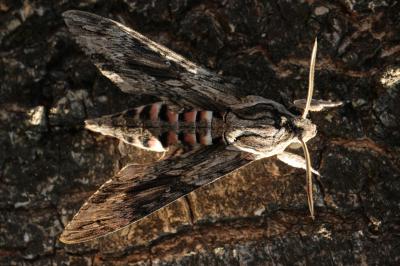 Sphinx du Liseron (Le) Agrius convolvuli (Linnaeus, 1758)