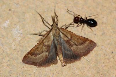  Synaphe punctalis (Fabricius, 1775)