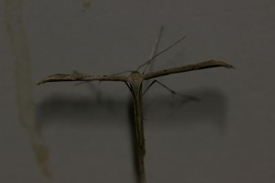  Emmelina monodactyla (Linnaeus, 1758)