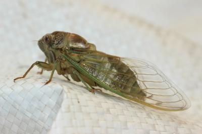 Cigale plébéienne (La), Grande Cigale commune (la) Lyristes plebejus (Scopoli, 1763)
