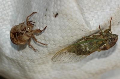 Cigale plébéienne (La), Grande Cigale commune (la) Lyristes plebejus (Scopoli, 1763)