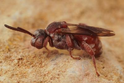  Pasites maculatus Jurine, 1807