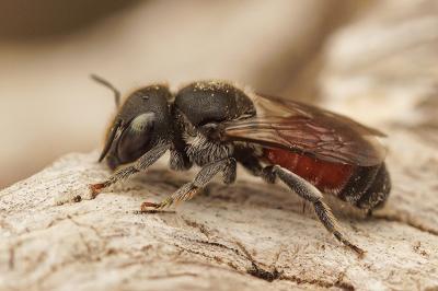  Osmia andrenoides Spinola, 1808