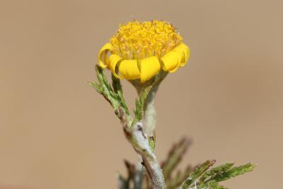 Anthémis des teinturiers, Cota des teinturiers Cota tinctoria (L.) J.Gay ex Guss., 1844