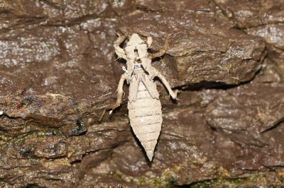 Gomphe joli (Le) Gomphus pulchellus Selys, 1840