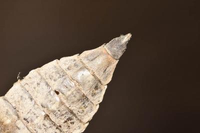Gomphe joli (Le) Gomphus pulchellus Selys, 1840