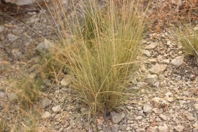 Canche à feuilles de jonc, Canche moyenne Deschampsia media (Gouan) Roem. & Schult., 1817