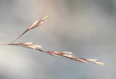 Canche à feuilles de jonc, Canche moyenne Deschampsia media (Gouan) Roem. & Schult., 1817
