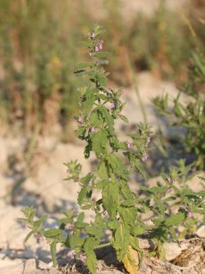 Germandrée des marais, Chamaraz, Germandrée d'eau Teucrium scordium L., 1753