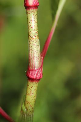 Renouée à feuilles de patience, Renouée gonflée Persicaria lapathifolia (L.) Delarbre, 1800
