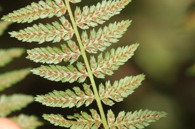 Fougère femelle, Polypode femelle Athyrium filix-femina (L.) Roth, 1799