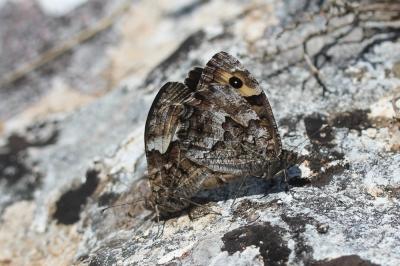 Agreste (L') Hipparchia semele (Linnaeus, 1758)