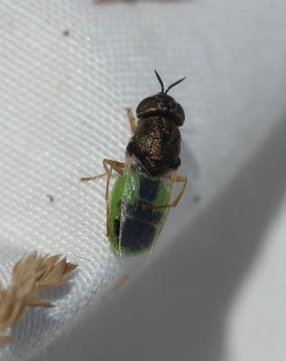  Oplodontha viridula (Fabricius, 1775)