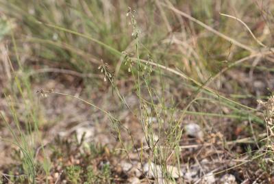 Polygale grêle, Polygale nain Polygala exilis DC., 1813