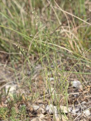 Polygale grêle, Polygale nain Polygala exilis DC., 1813
